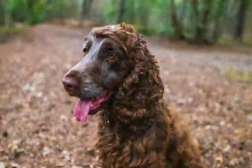 English Cocker Spaniel