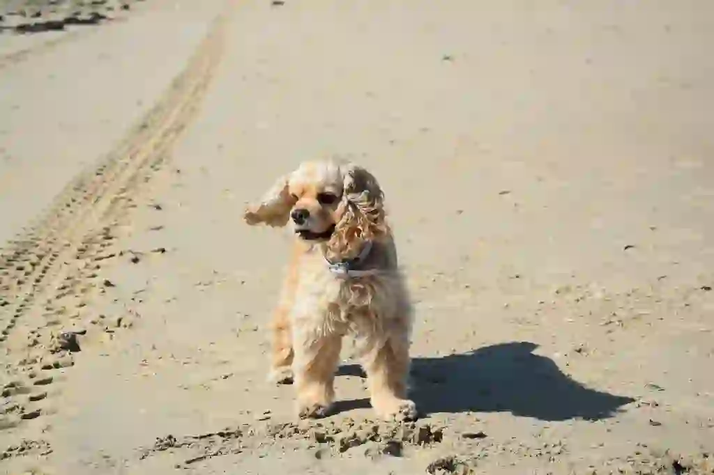 English Cocker Spaniel