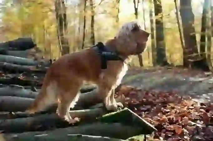 English Cocker Spaniel