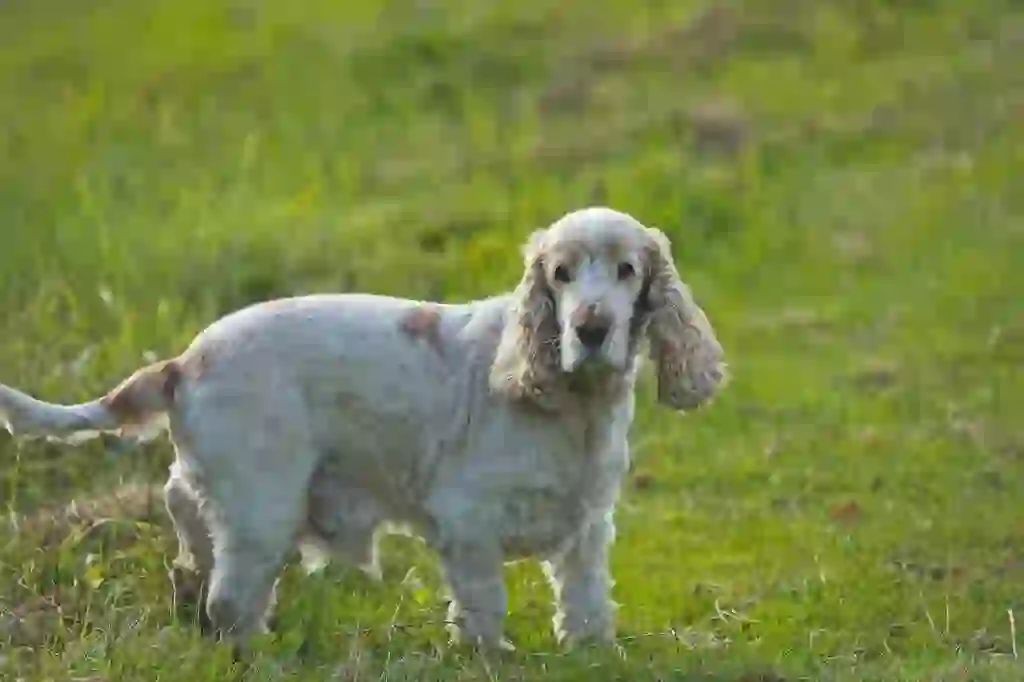 English Cocker Spaniel