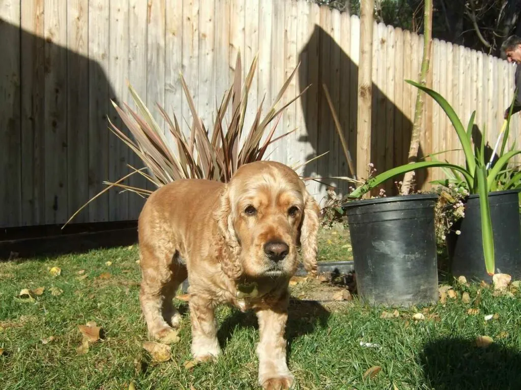 English Cocker Spaniel