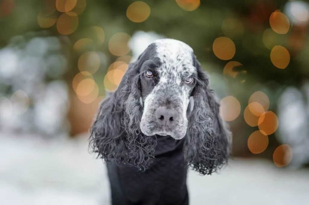 English Cocker Spaniel