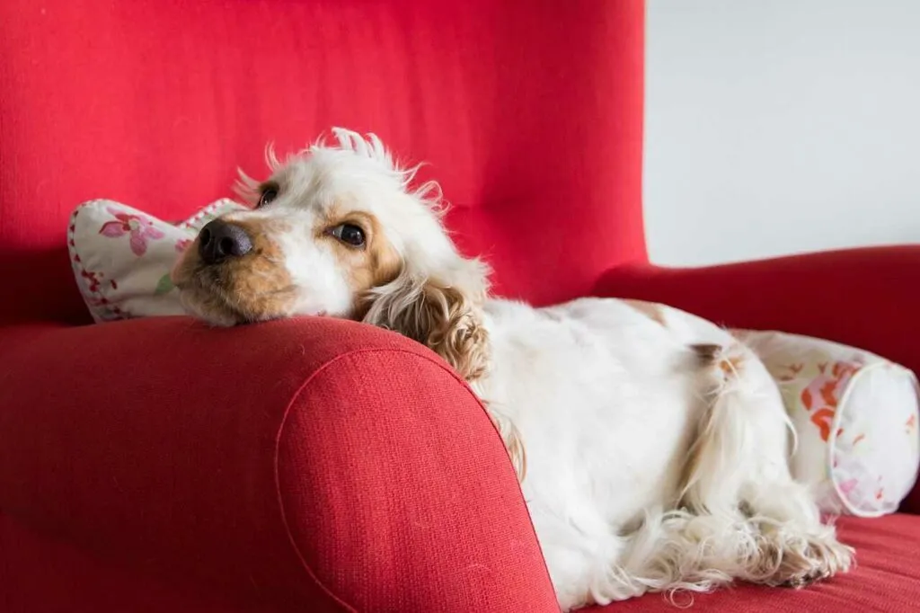 English Cocker Spaniel