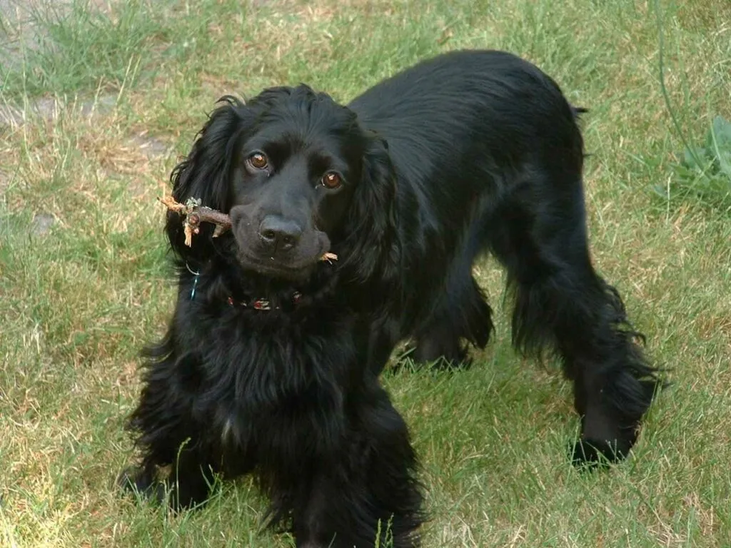 English Cocker Spaniel