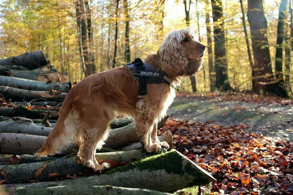 English Cocker Spaniel