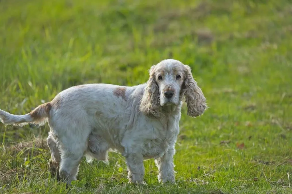 English Cocker Spaniel