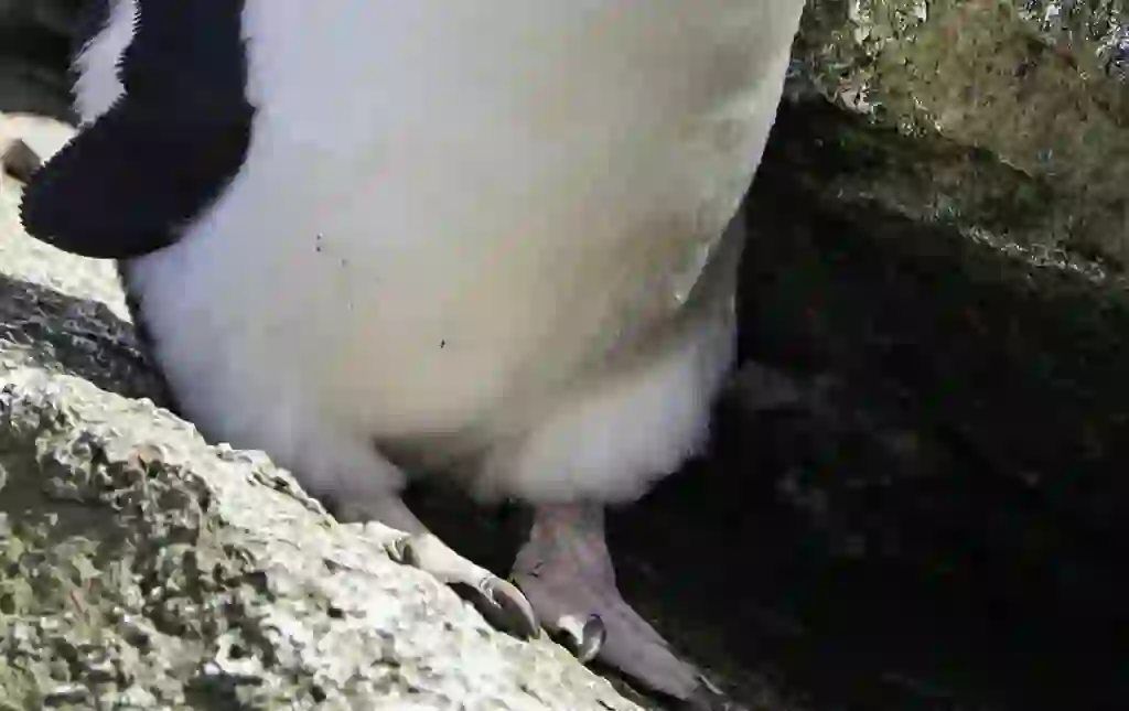 Erect-Crested Penguin