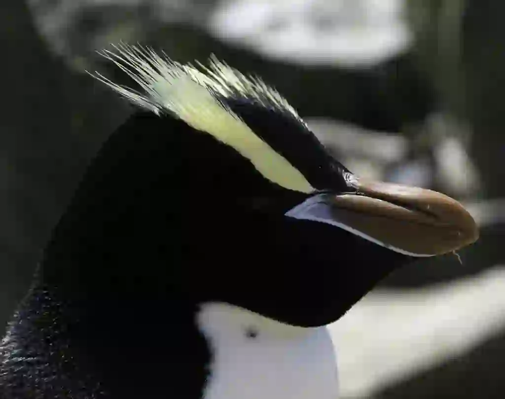 Erect-Crested Penguin