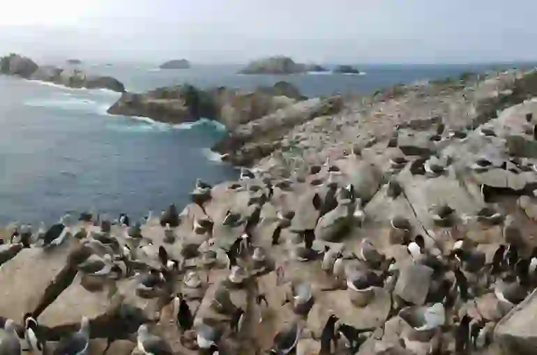 Erect-Crested Penguin