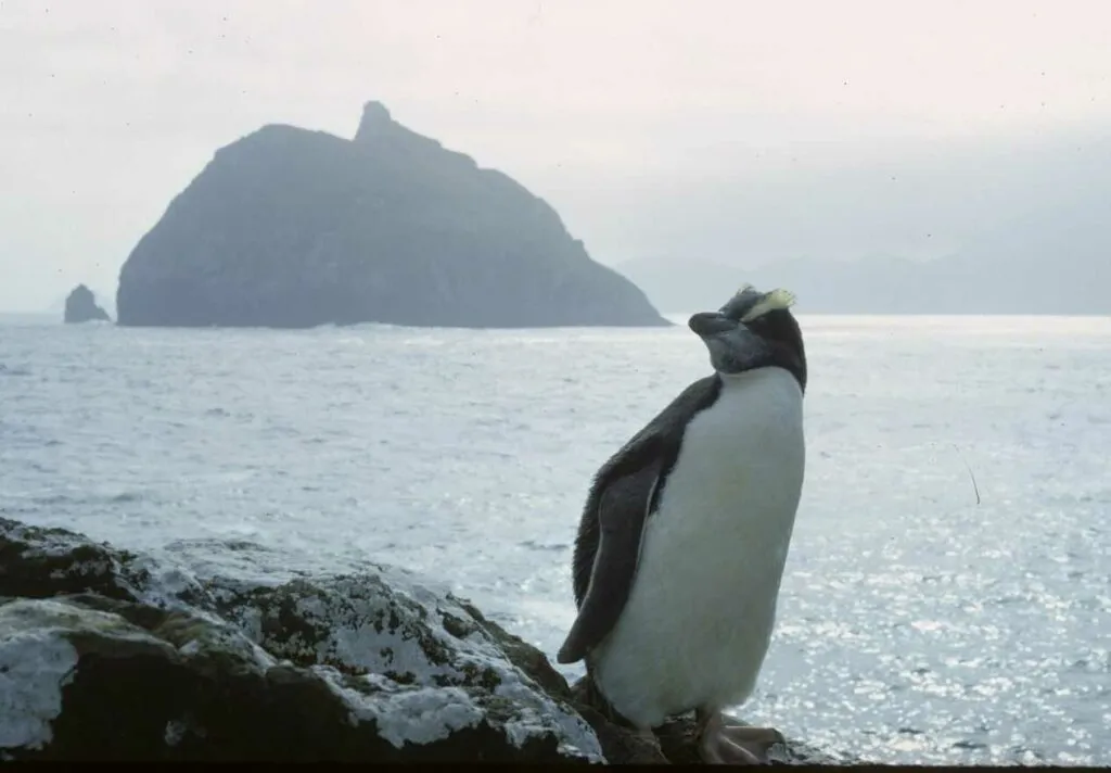 Erect-Crested Penguin