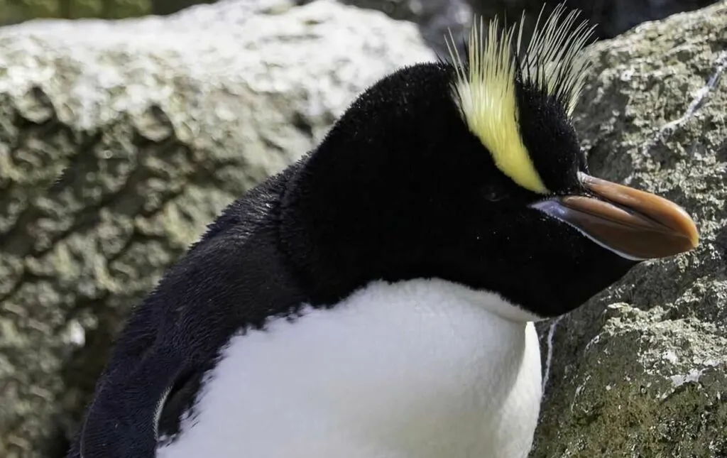 Erect-Crested Penguin