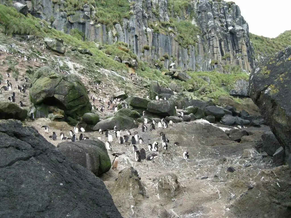 エレクトクレステドペンギン