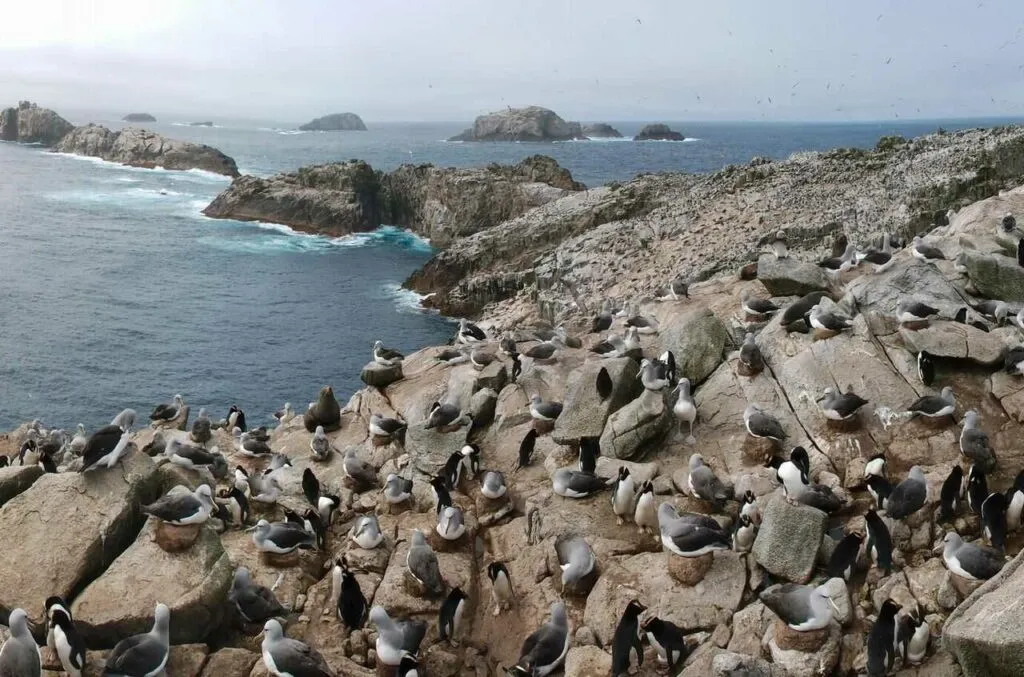 Erect-Crested Penguin