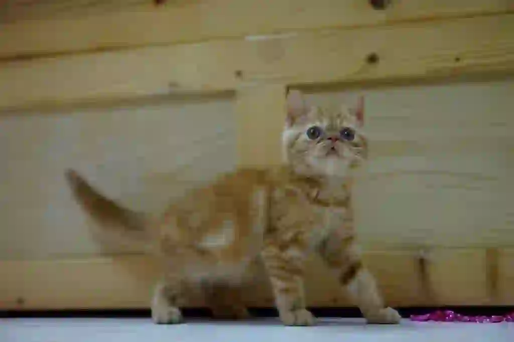 Exotic Shorthair