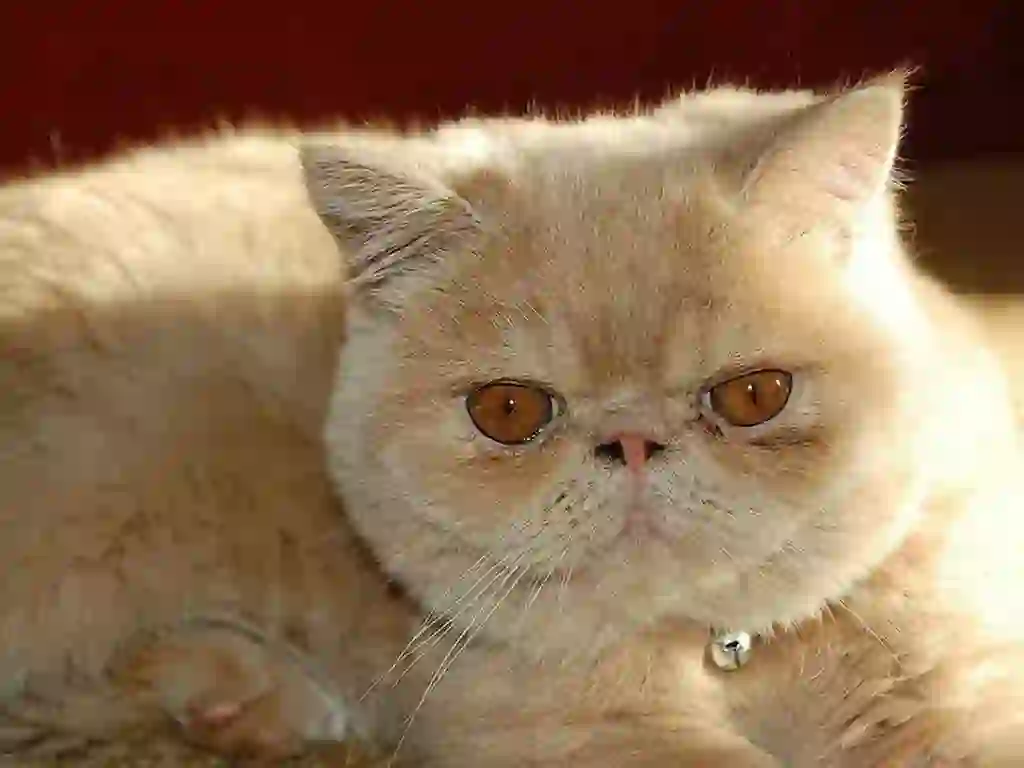 Exotic Shorthair