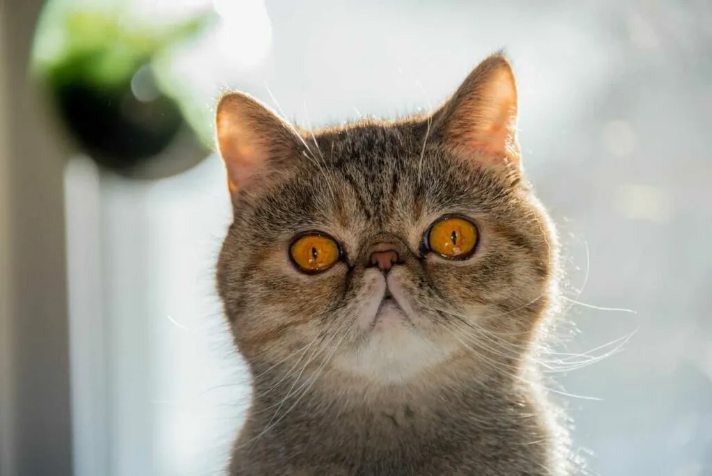 Exotic Shorthair