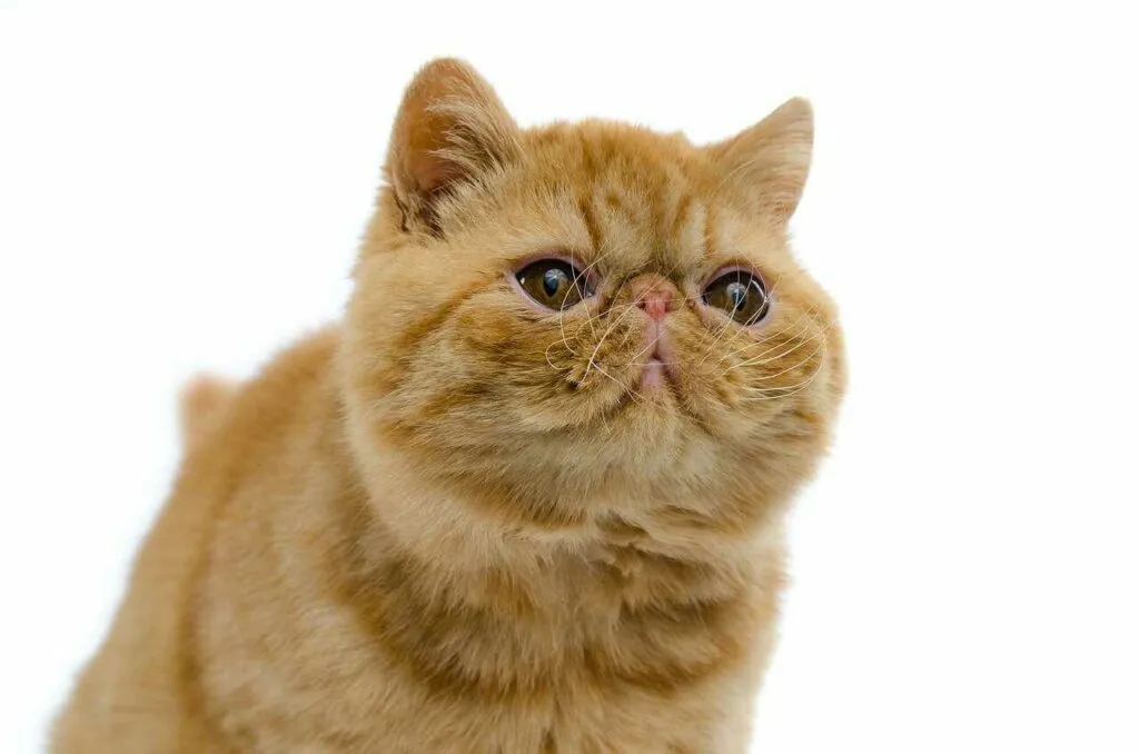 Exotic Shorthair