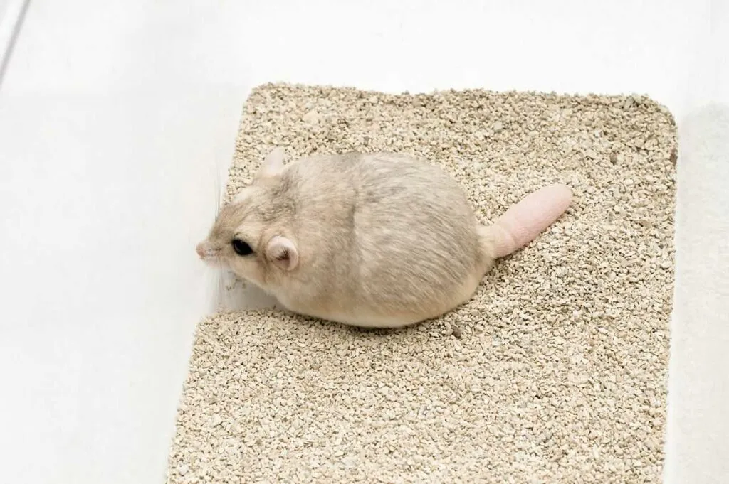 Fat-Tailed Gerbil