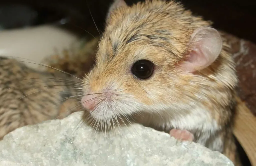 Fat-Tailed Gerbil