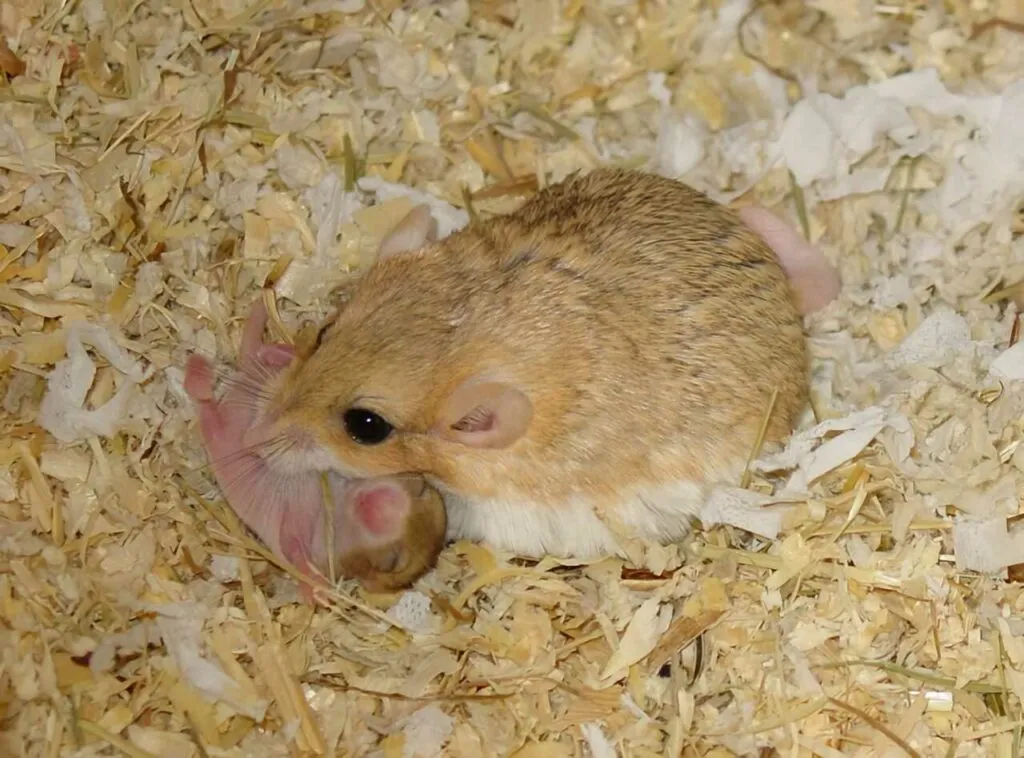 Fat-Tailed Gerbil