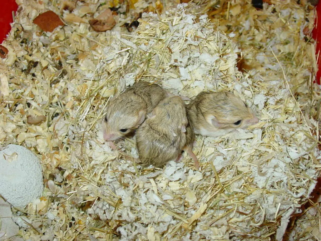 Fat-Tailed Gerbil