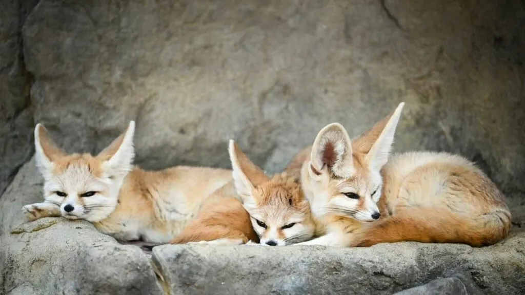 Fennec