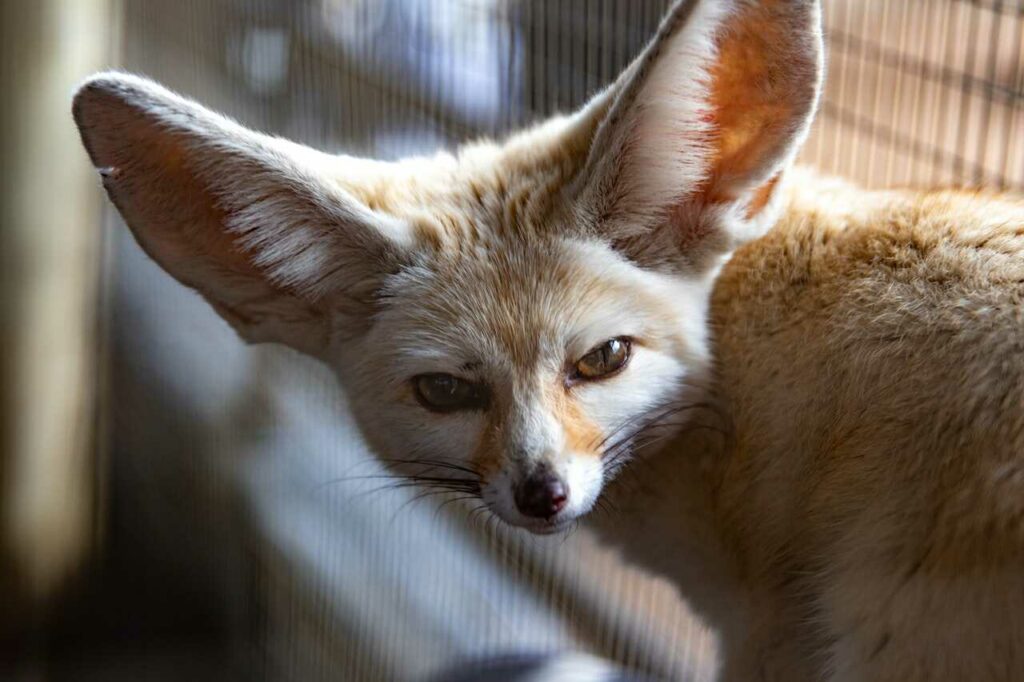 Fennec