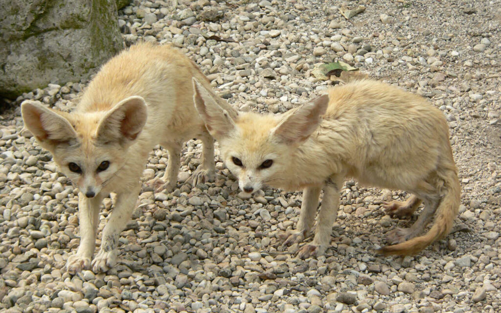 Fennec