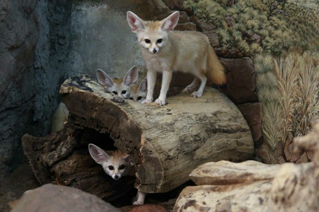 Fennec