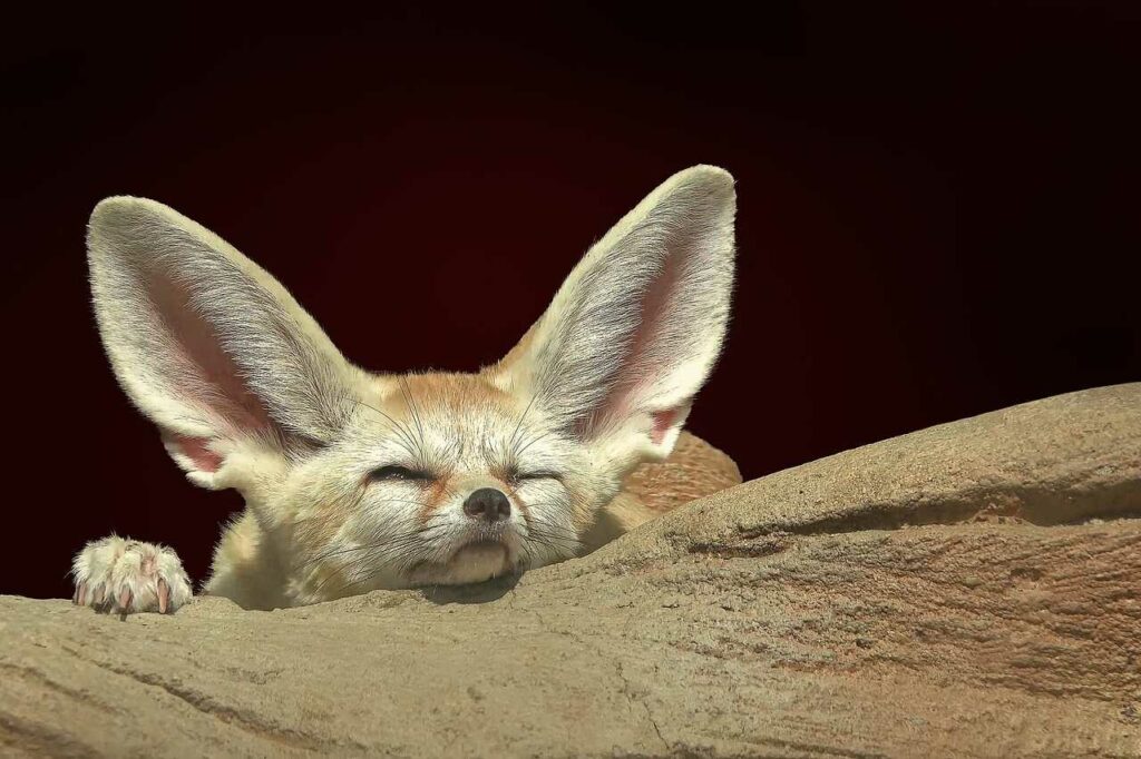 Fennec