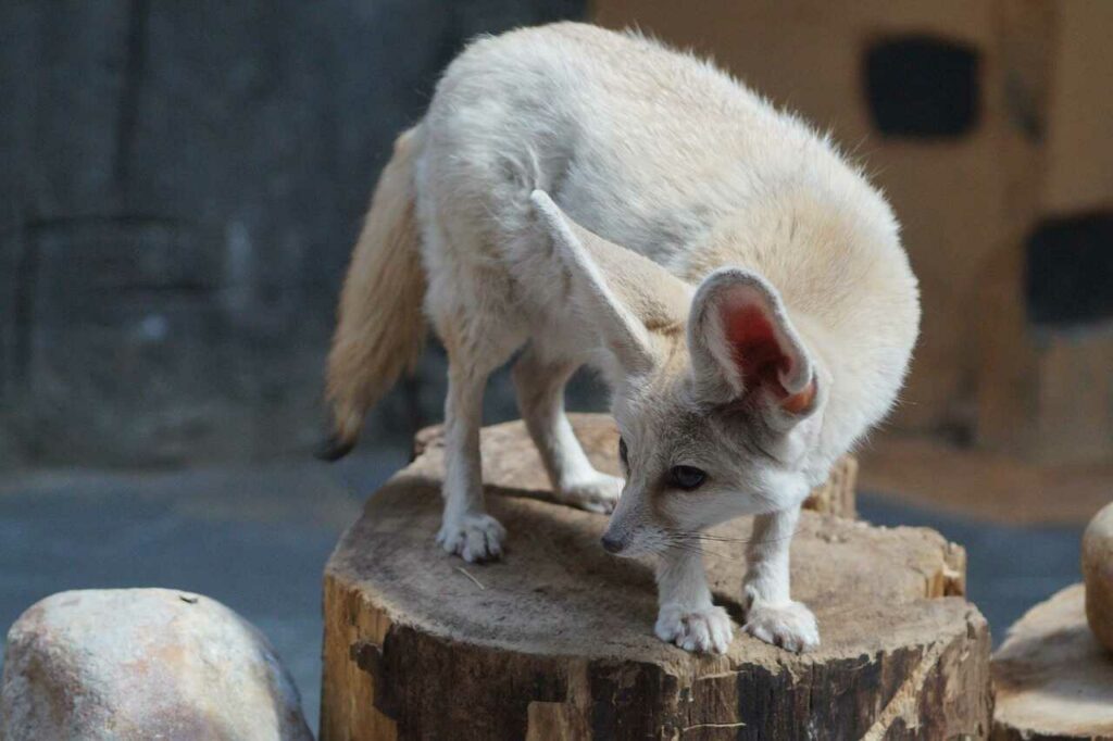 Fennec