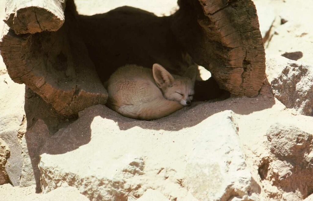 Fennec