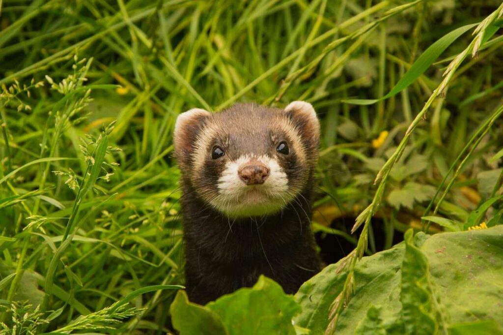 Ferret