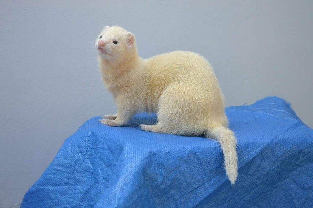 Ferret