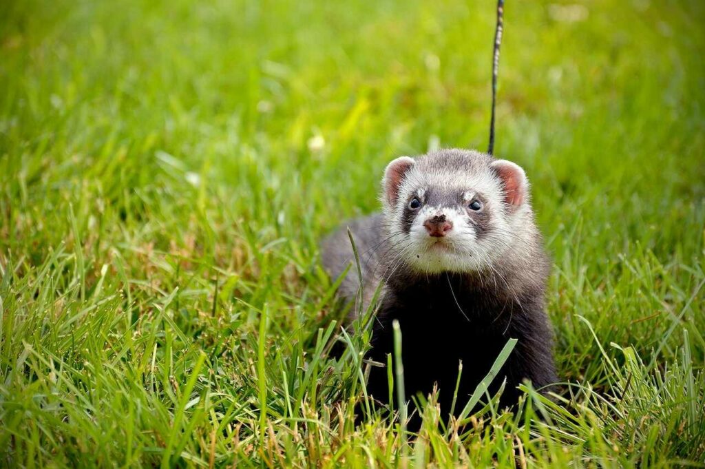 Ferret