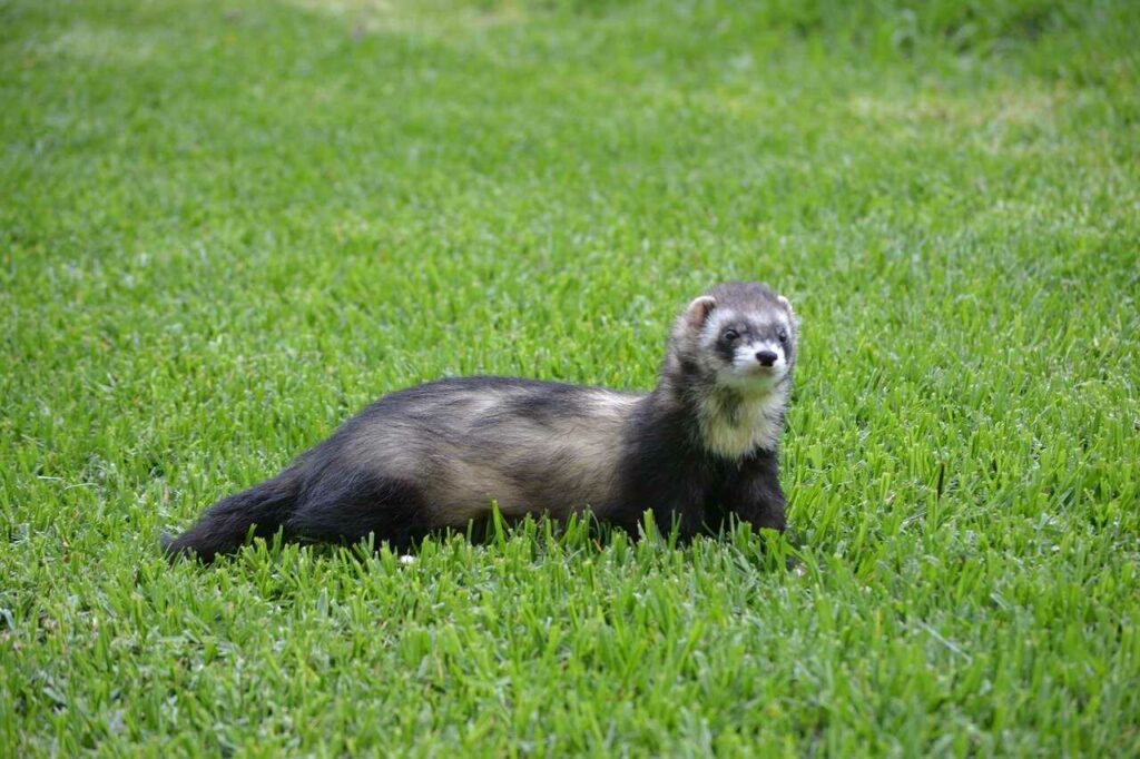 Ferret