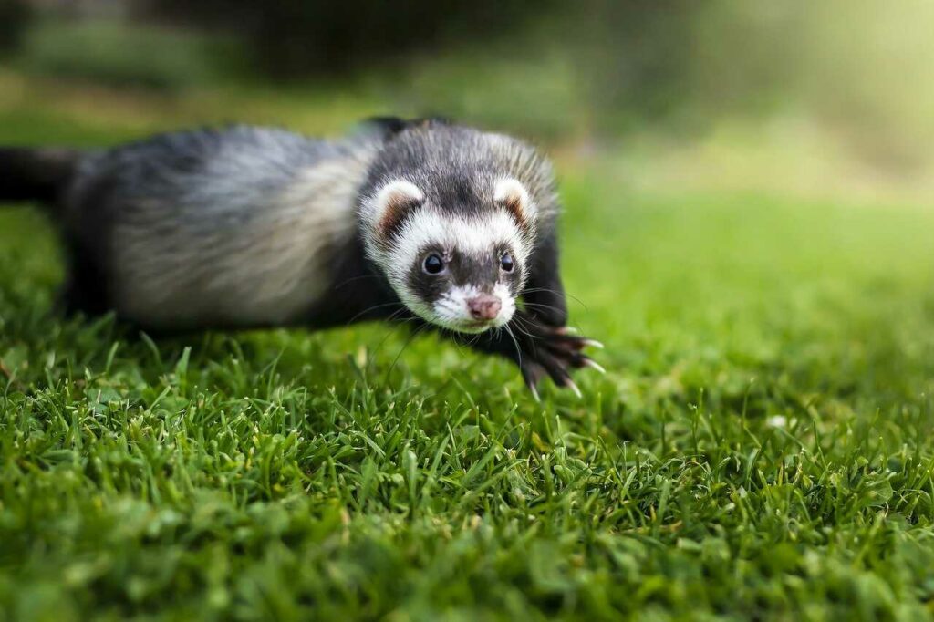 Ferret