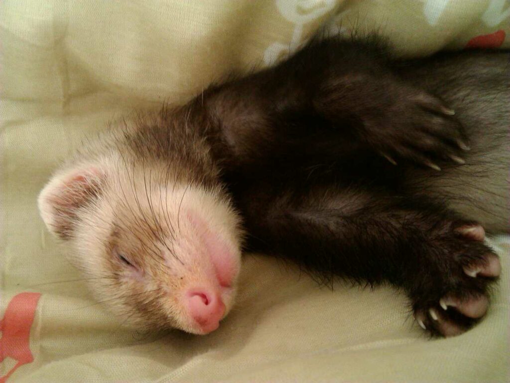 Ferret