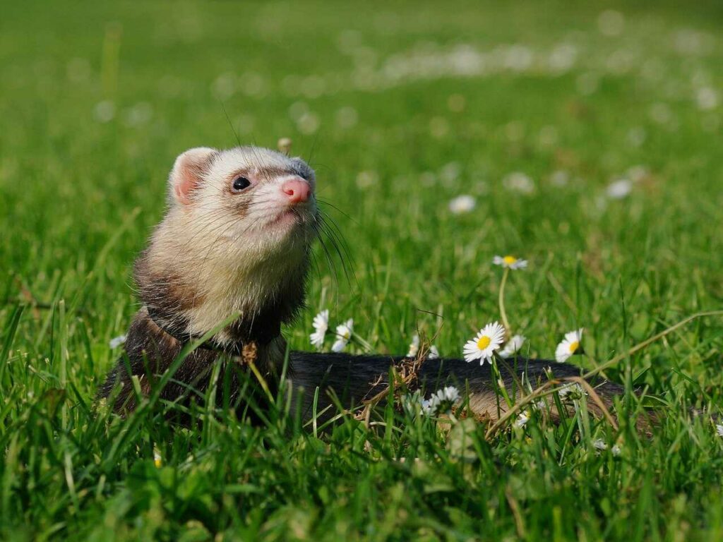 Ferret