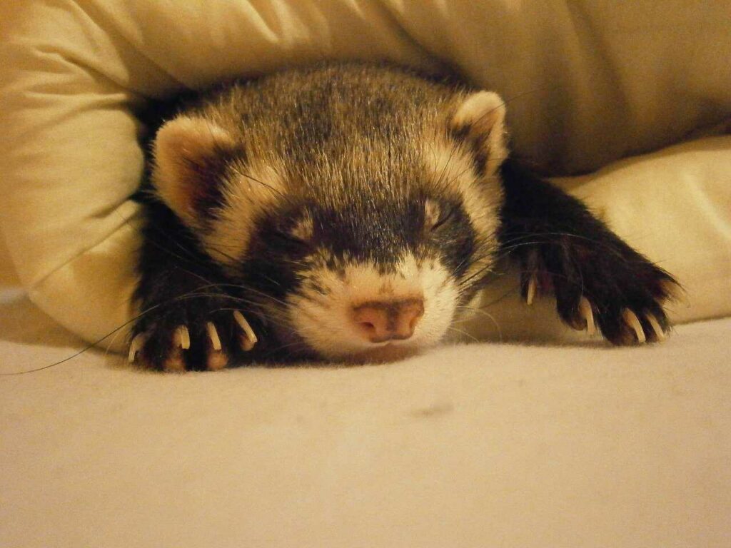 Ferret