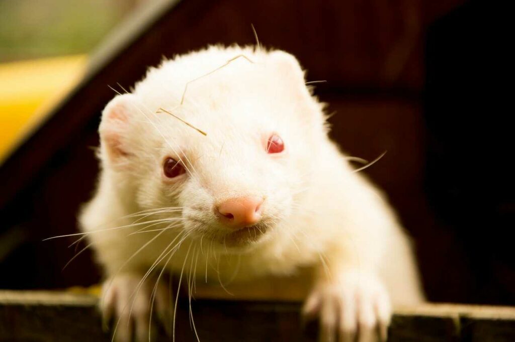 Ferret