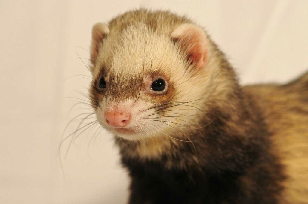 Ferret