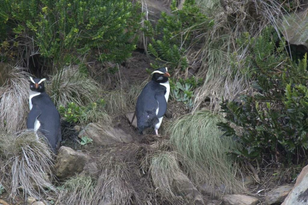 フィヨルドランドペンギン