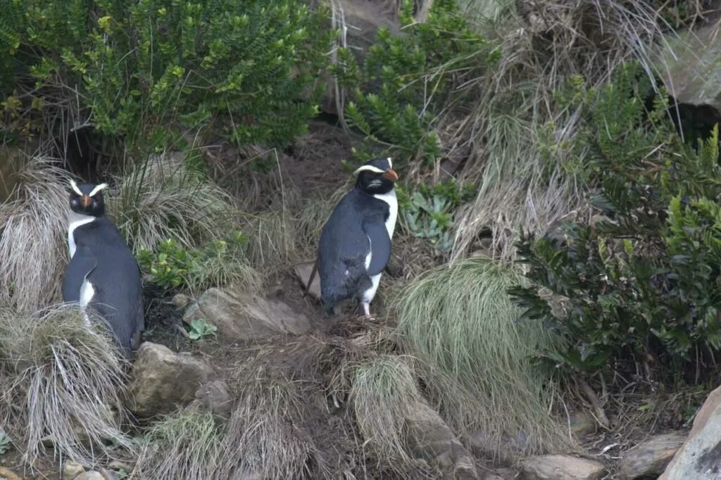 Fiordland Penguin