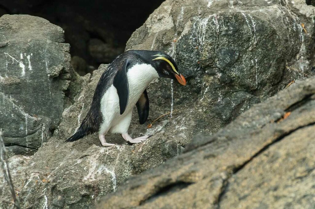 Fiordland Penguin