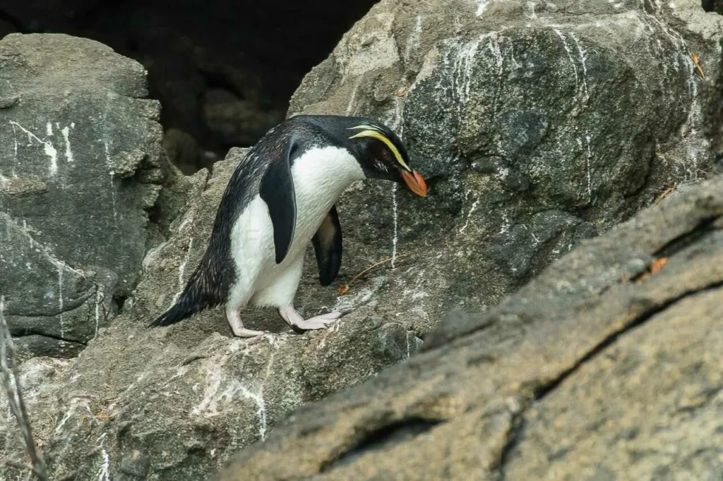 フィヨルドランドペンギン