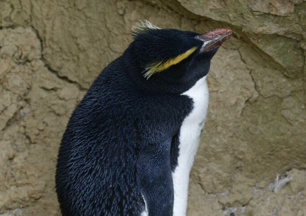 Fiordland Penguin