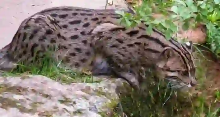 Fishing Cat