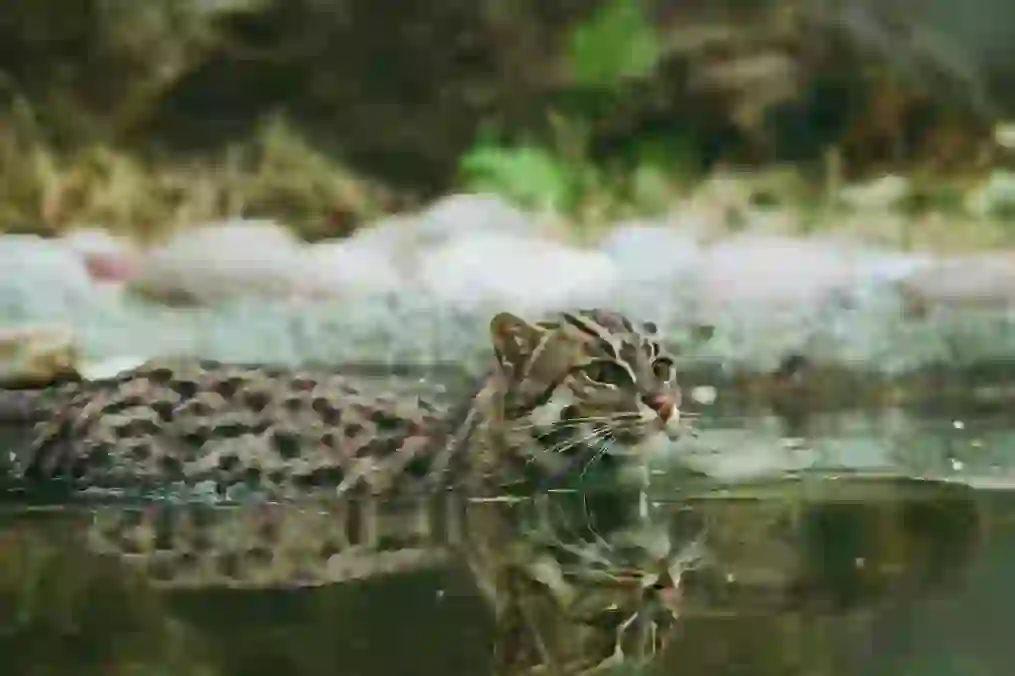 Fishing Cat