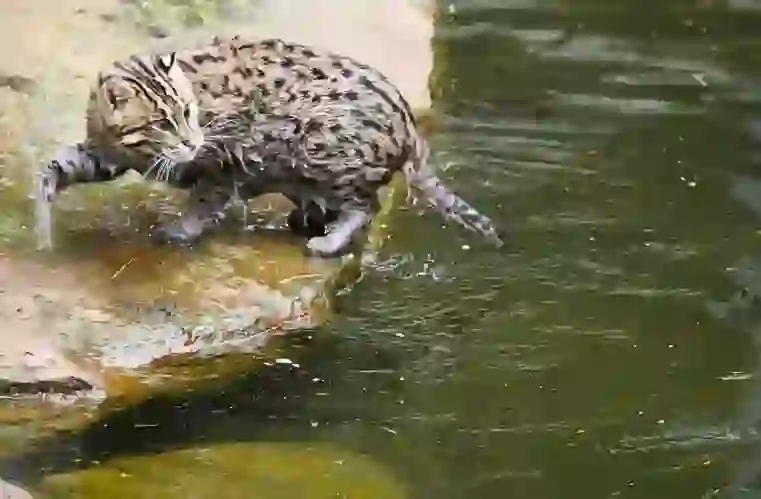 Fishing Cat